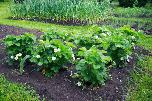 Strawberries